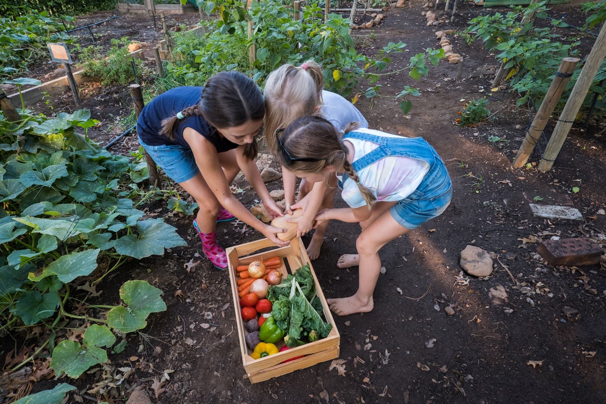 Yung kids harvesting fresh vegetables from the vegetable garden